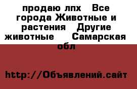 продаю лпх - Все города Животные и растения » Другие животные   . Самарская обл.